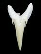 Carcharias (Extinct Sand Tiger) Shark Tooth - Eocene #3422-1